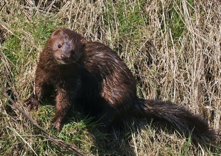 The mink has been brought to Europe from North America and is regarded in Norway as a pest and a threat to our fauna.